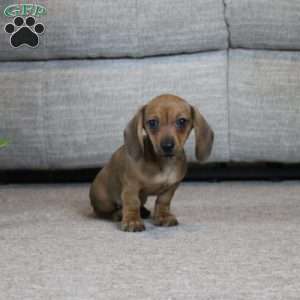 Dottie, Dachshund Puppy